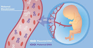 prenatal dna