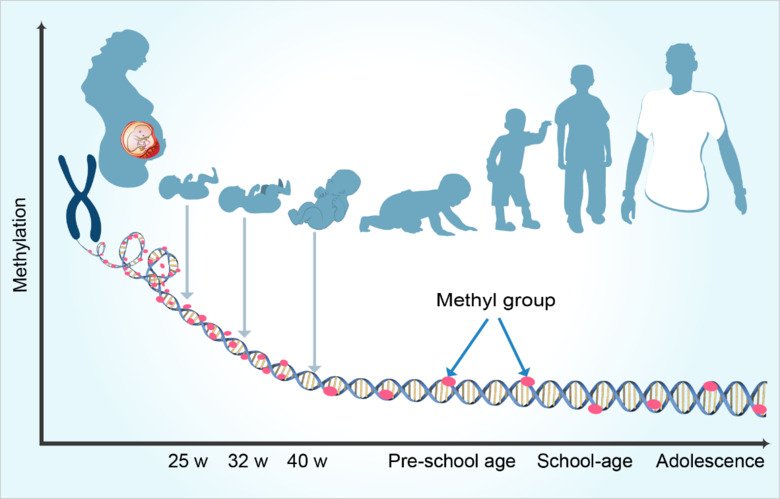 pregnant dna