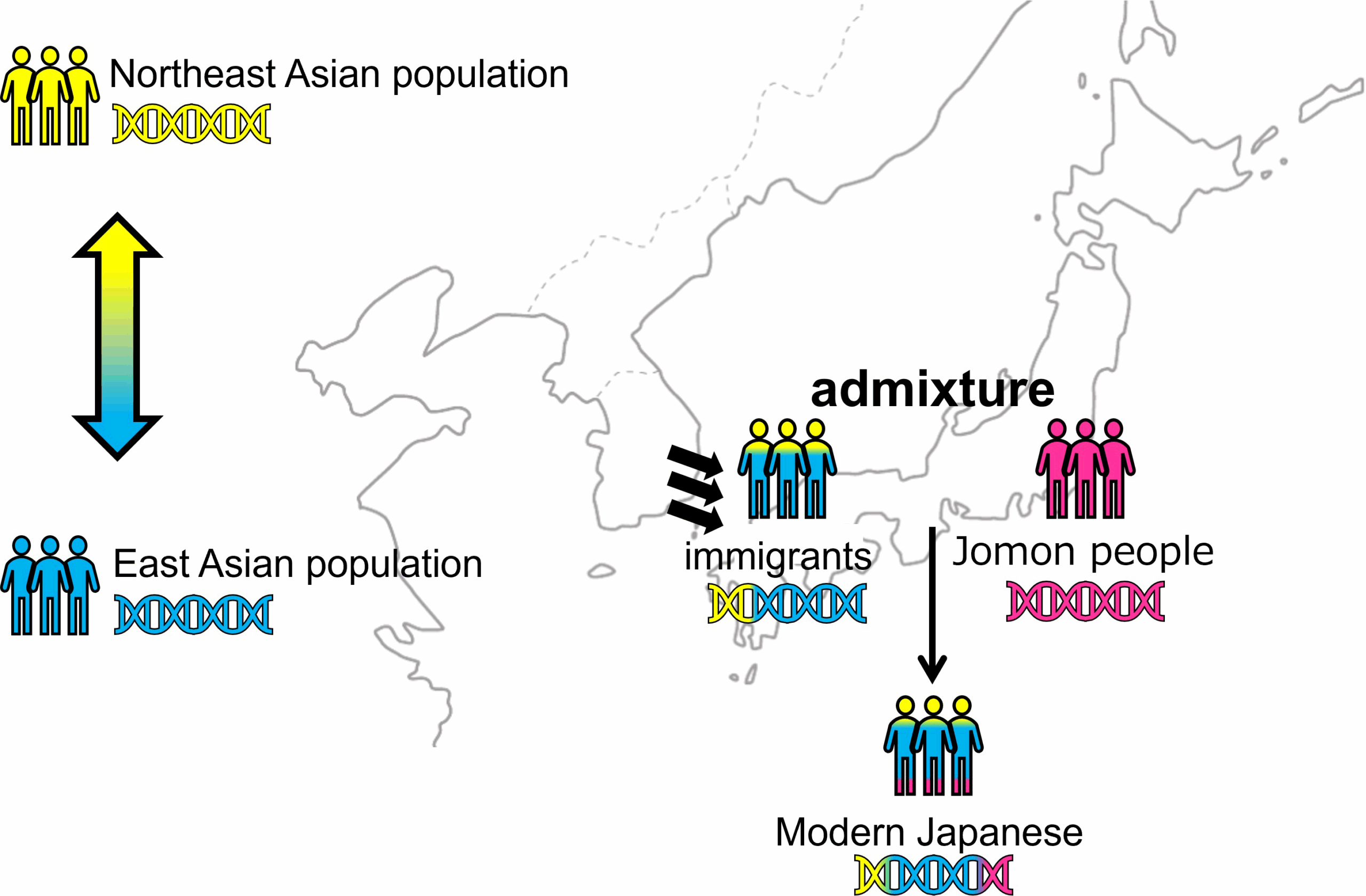 japanese dna test
