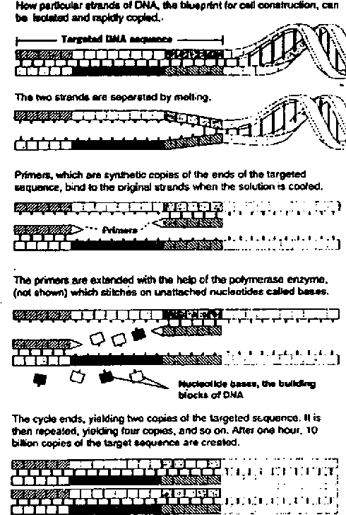 paternity test target