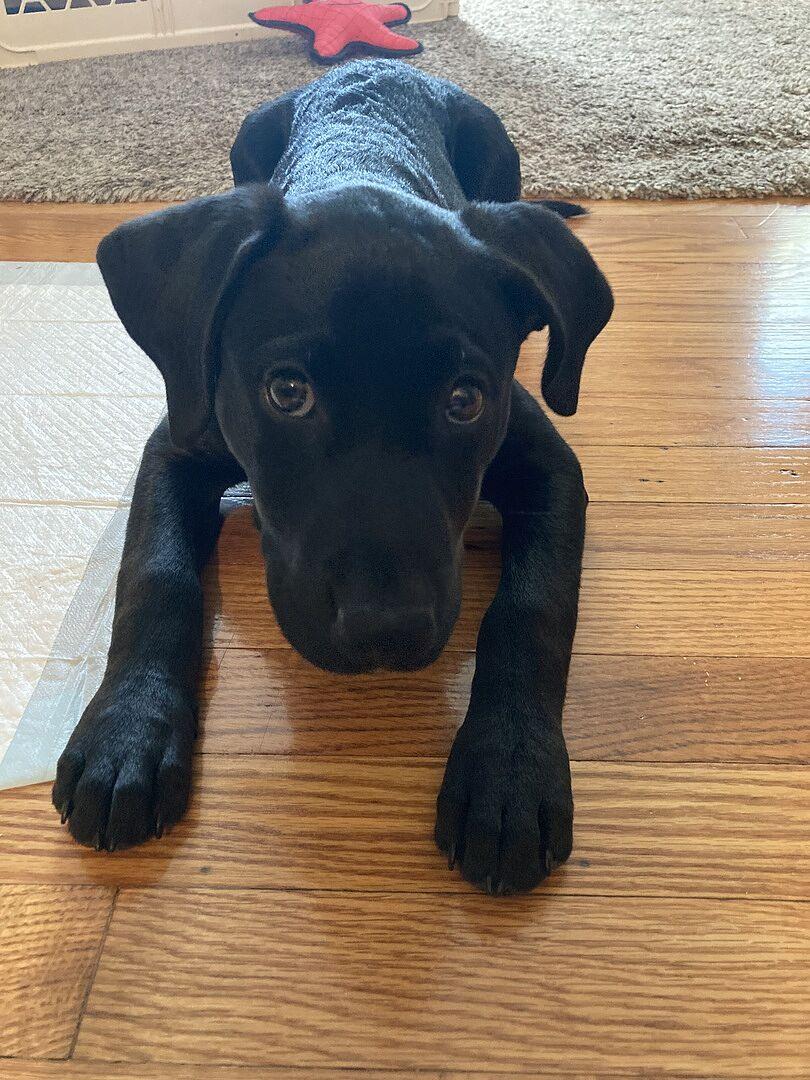 wisdom panel canine dna test