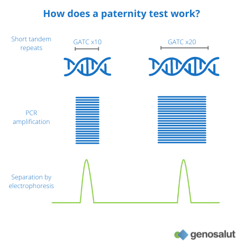 adn paternity test