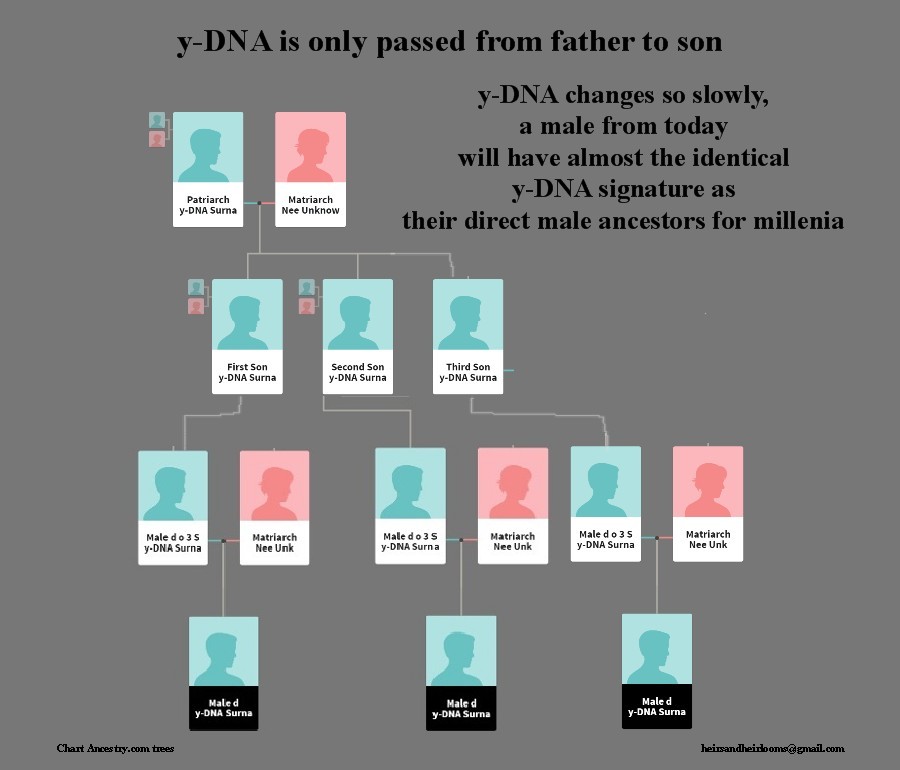 family tree y dna test