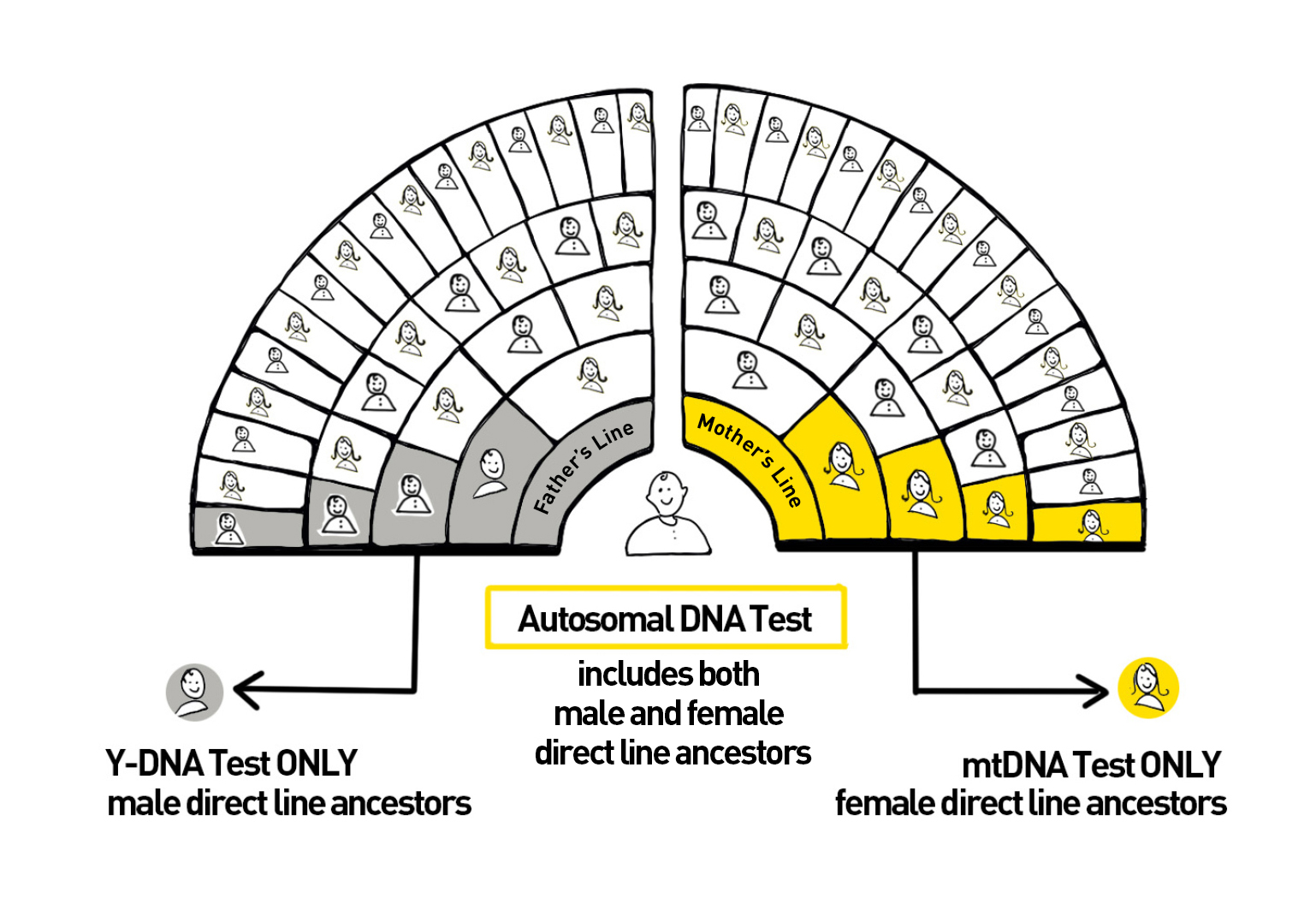 hair dna testing genealogy